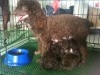 CANICHE POCHE CHOCOLAT 