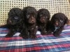 CANICHE POCHE CHOCOLAT 