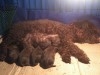 CANICHE POCHE CHOCOLAT 