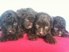 CANICHE POCHE CHOCOLAT 
