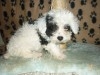CANICHE TOY CHIOT 