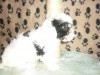 CANICHE TOY CHIOT 