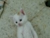 chat blanc 1 mois