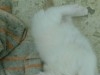 chat blanc 1 mois