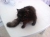 Chat Femelle Persan
