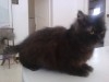 Chat Femelle Persan