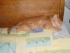 Chat Persan