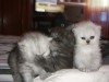 Chat Persan Chinchilla 