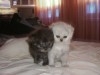 Chat Persan Chinchilla 