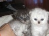 Chat Persan Chinchilla 