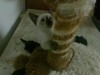 CHAT SIAMOIS 