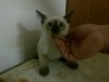 CHAT SIAMOIS 