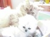 chaton persan chinchilla