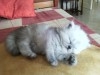 Chaton Persan Chinchilla