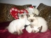 CHATONS SIAMOIS