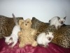 CHATONS SIAMOIS