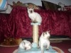 CHATONS SIAMOIS