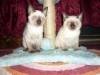 CHATONS SIAMOIS