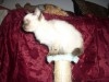 CHATONS SIAMOIS