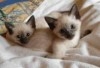 CHATONS SIAMOIS DE RACE