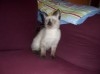 CHATONS SIAMOIS DE RACE