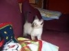CHATONS SIAMOIS DE RACE