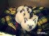 Chatons siamois race pure 