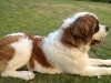 chien a vendre saint bernard 