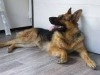 chien berger allemend