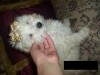 chien caniche