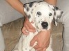 chien dalmatien de race