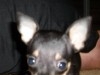 CHIEN DE POCHE CHIHUAHUA TOY
