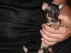 CHIEN DE POCHE CHIHUAHUA TOY