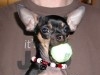CHIEN DE POCHE CHIHUAHUA TOY