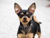 CHIEN DE POCHE CHIHUAHUA TOY