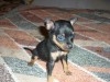 CHIHUAHUA TEACUP MALE DISPO 