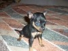 CHIHUAHUA TEACUP MALE DISPO 