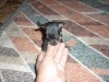 CHIHUAHUA TEACUP MALE DISPO 