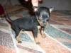 CHIHUAHUA TEACUP MALE DISPO 