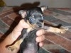 CHIHUAHUA TEACUP MALE DISPO 