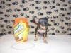 CHIHUAHUA TEACUP TUNISIE