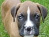 CHIOT BOXER 