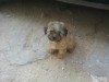 chiot caniche papillon 