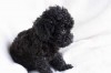 CHIOT CANICHE TOY