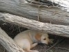 CHIOT LABRADOR MÂLE SABLE