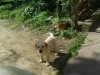 CHIOT LABRADOR MÂLE SABLE