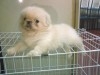 CHIOT PEKINOIS BLANC