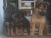 Chiots Berger Allemand race pure poil long 