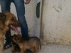 Chiots Berger Allemand race pure poil long 