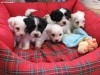 CHIOTS BICHON HAVANAIS